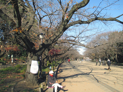 冬の桜並木9.JPG