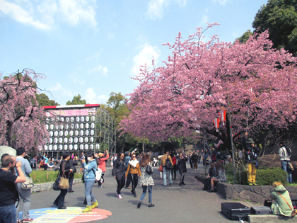 2015.3.23上野桜1.JPG