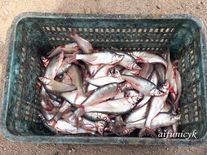 2016.8興凱湖的魚.jpg