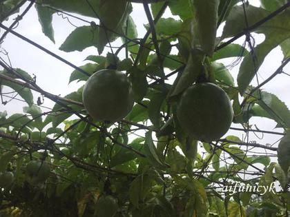 2016.12.桂林的水果.jpg